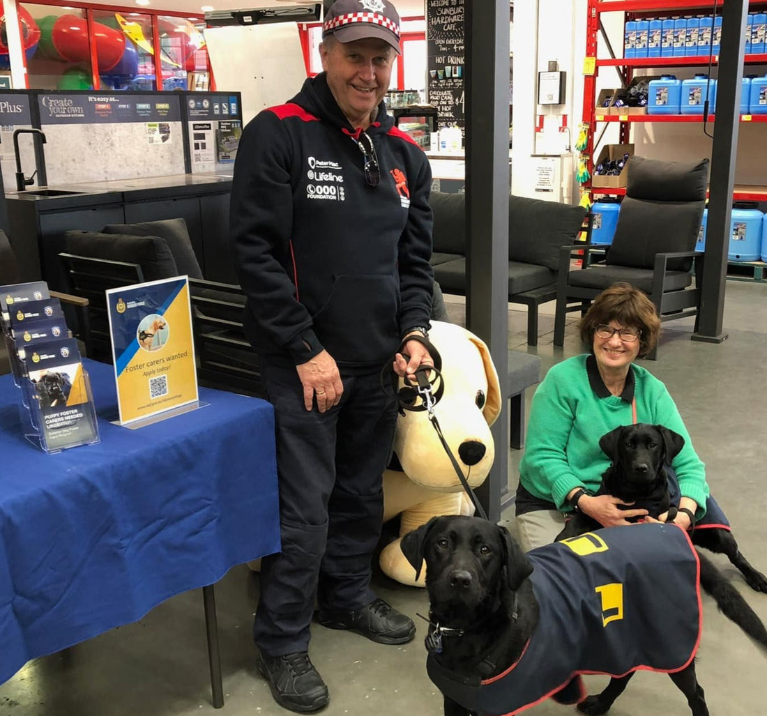 Teresa, Jeff and two of their foster puppies at Bunnings with participating in a Border Force Detector Dog event to increase awarness and particiption in the program