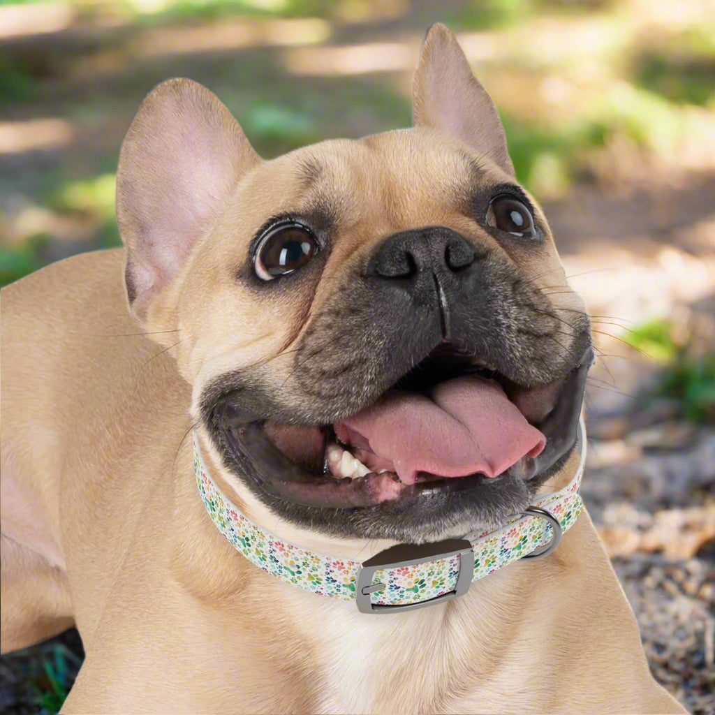 Dog Collar| Collar with  Colorful Paw Prints on White Background| Odor-proof and Stain-Resistant| Rainbow-Splash context silver buckle