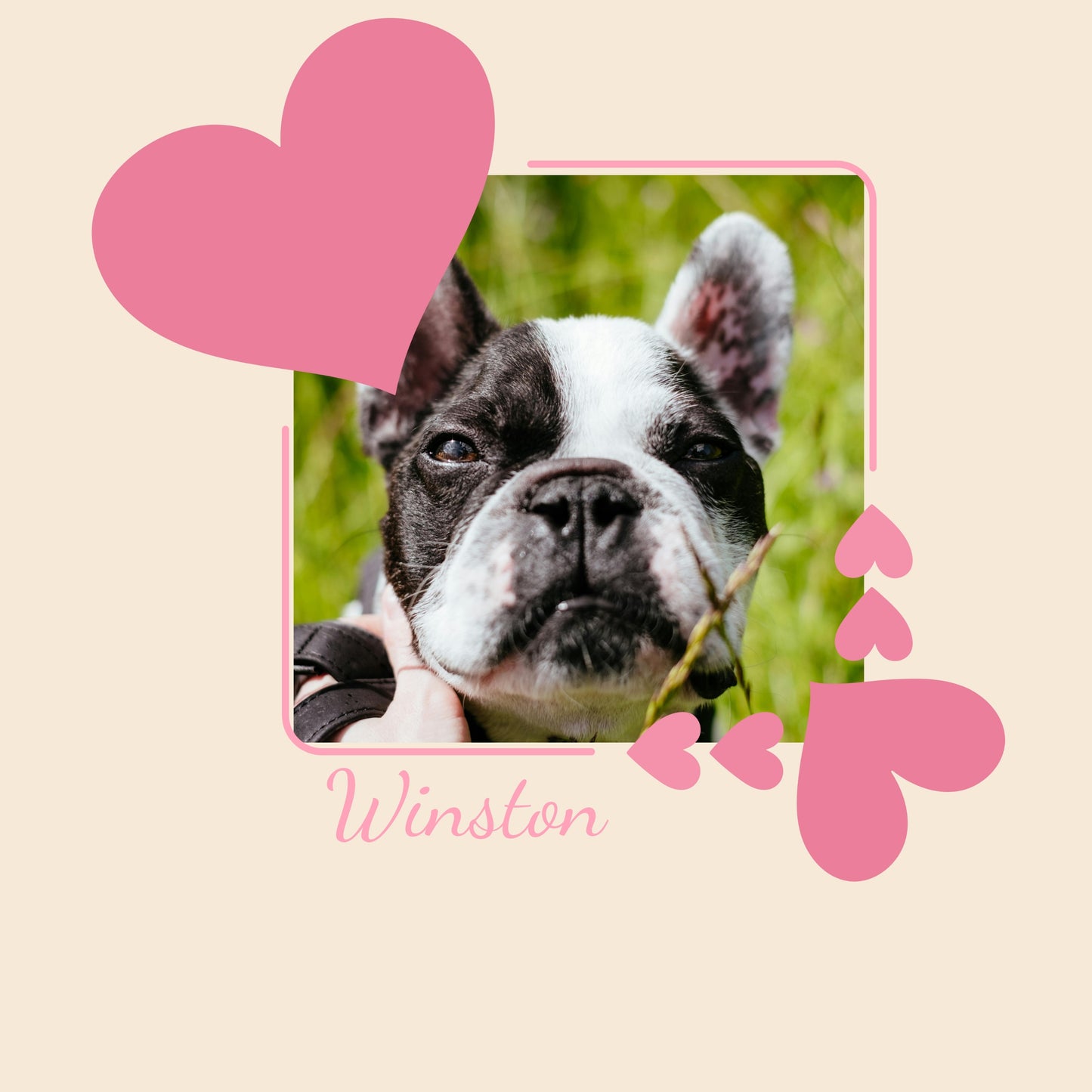 Close up of the design. Dog with a pink heart frame and name 'Winston' on a beige background