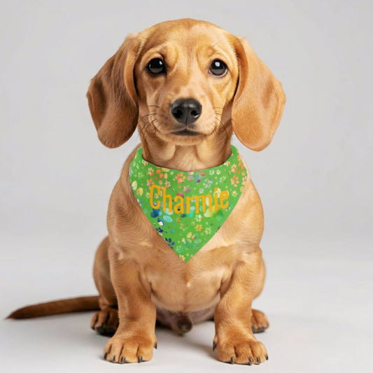 Dachshund wearing a colorful paw prints on green bandana with his name, 'Charmie,' printed on it against a plain background.