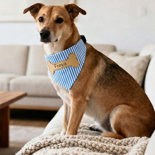 Dog wearing a custom blue striped clip on bandana with a personalized name tag while sitting in a living room.